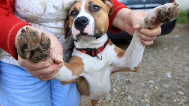 Kaznena prijava za mladića iz Knina koji je mučio psa