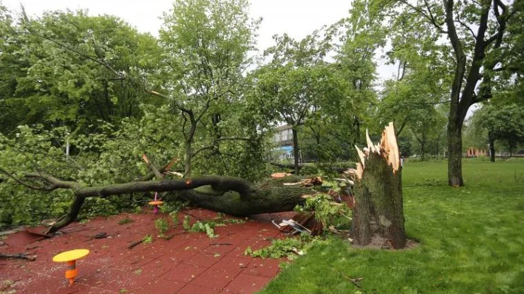 Stablo palo na radnika i ubilo ga na mjestu