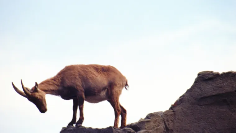 Deset godina zatvora zbog seksualnog zlostavljanja koze!