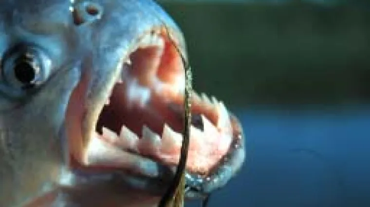 Jato agresivnih riba izgrizlo  vi&scaron;e od 70 kupača!