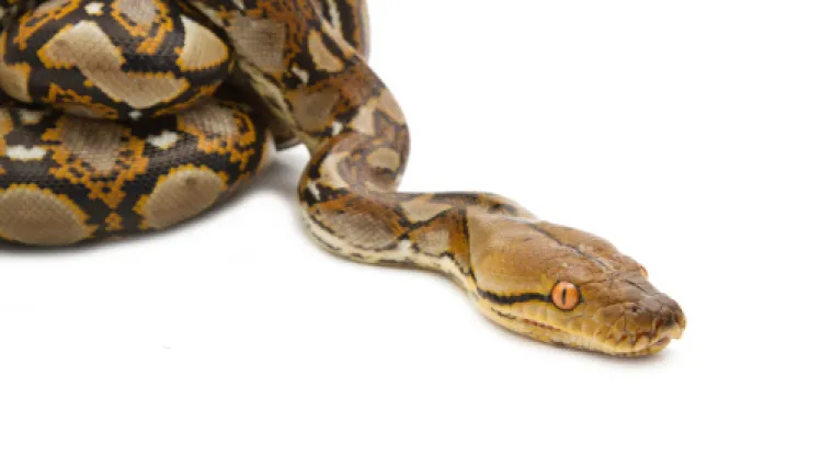 Piton pred turistima ugu&scaron;io za&scaron;titara restorana