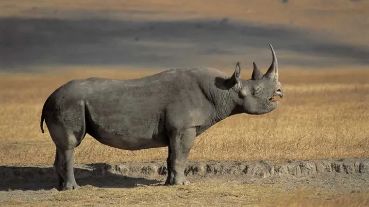 Dozvolu za lov ugrožene životinje prodali za 350.000 dolara