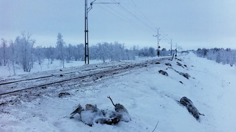 Putnički vlak pregazio 48 sobova
