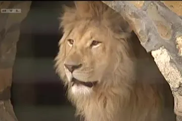 Donosimo vam priču o neobičnom prijateljstvu lavice i veterinara!