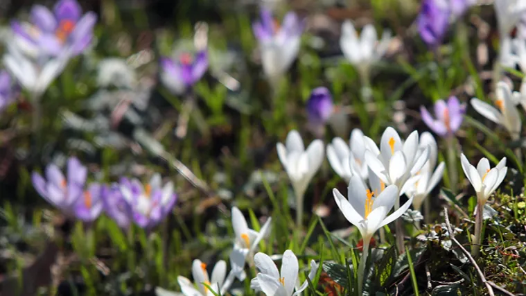 Kako su Hrvati dočekali uranjeno proljeće?