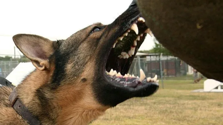 Drama u Puli: Pas ugrizao mu&scaron;karca za nožnu protezu!