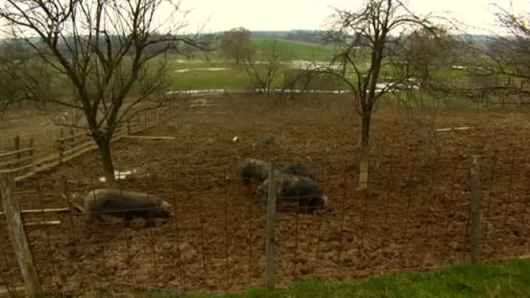 Sve &scaron;to ste htjeli znati o crnim slavonskim svinjama