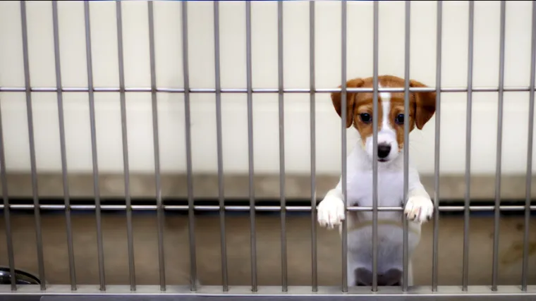 Oko osam tisuća Zadrana potpisom traži azil za životinjice!