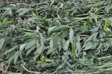 Zašto se u Hrvatskoj ne smije uzgajati industrijska konoplja?