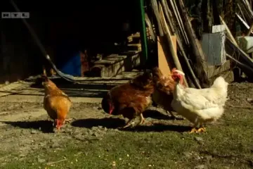 U čemu je tajna domaćeg zagorskog piceka?