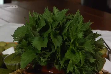 Saznajte gdje se sve koristi kopriva u našoj kuhinji