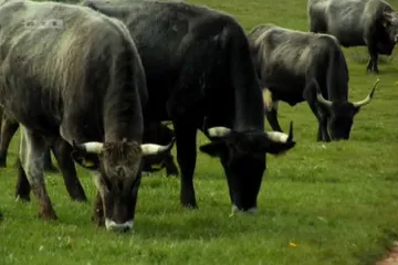 Saznajte sve posebnosti boškarina
