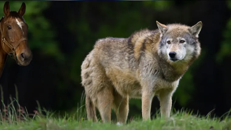 Vukovi ubijaju konje na velebitskim pašnjacima