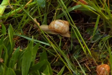 Saznajte sve o uzgoju puževa