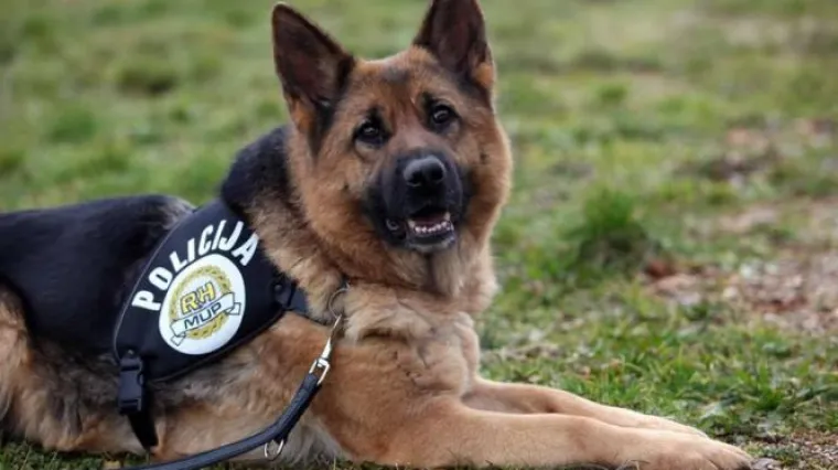 Policijski pas nanju&scaron;io heroin na ulazu na A1