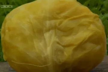 Ogulinski kupus je zaštićeni proizvod