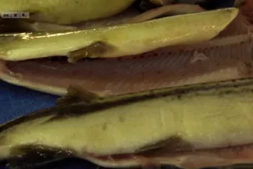 Pastrva kao neizostavni dio priče o prelijepoj rijeci