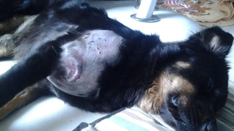 Hrabra žena džepnim nožićem spasila psa iz pitonova stiska