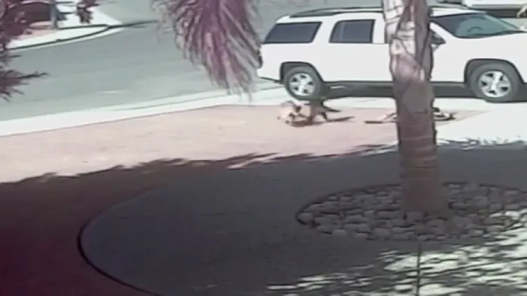 Maca heroj spasila dječaka od pobje&scaron;njelog psa