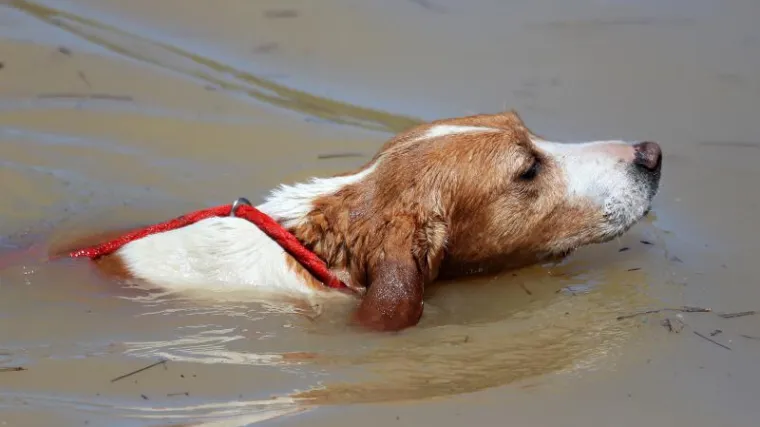 Pomozite i životinjama na poplavljenim područjima!