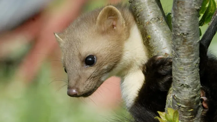 Tvor izazvao paniku: Ugrizla trojicu Splićana!