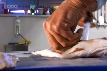 'Brancin je veoma popularna riba Jadranskog mora'