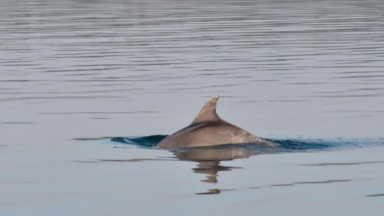 Spa&scaron;en dupin koji se ulovio na parangal kod Dugog otoka