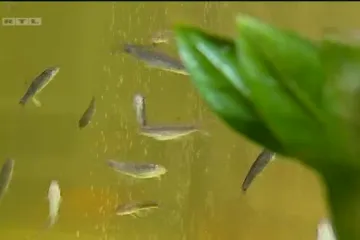 Nova vrsta pedikure: Ribice koje vam grickaju noge!