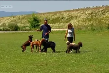 Kako spasiti najboljeg čovjekovog prijatelja?