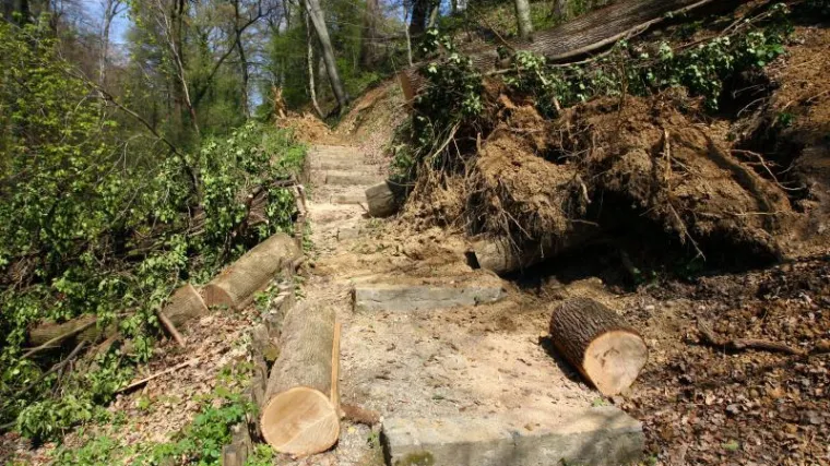 Policajac iz Novske sru&scaron;io i ukrao dva stabla bukve!