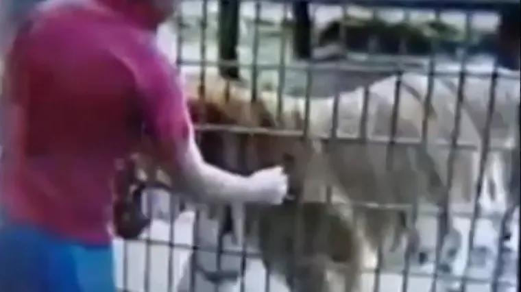 Dječak u ZOO-u hranio tigra kroz ogradu i ostao bez ruke