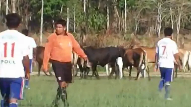 Susret peruanskog Kupa prekinulo rastrčano stado krava