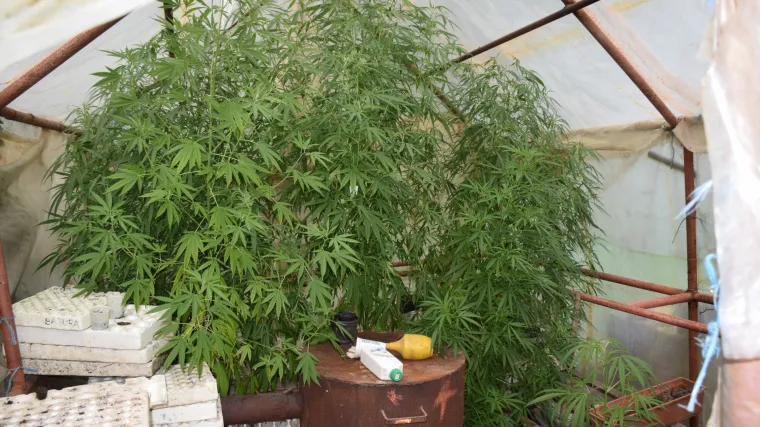 U kući uzgajao indijsku konoplju, policija mu zaplijenila sedam stabljika