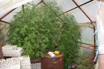 U kući uzgajao indijsku konoplju, policija mu zaplijenila sedam stabljika