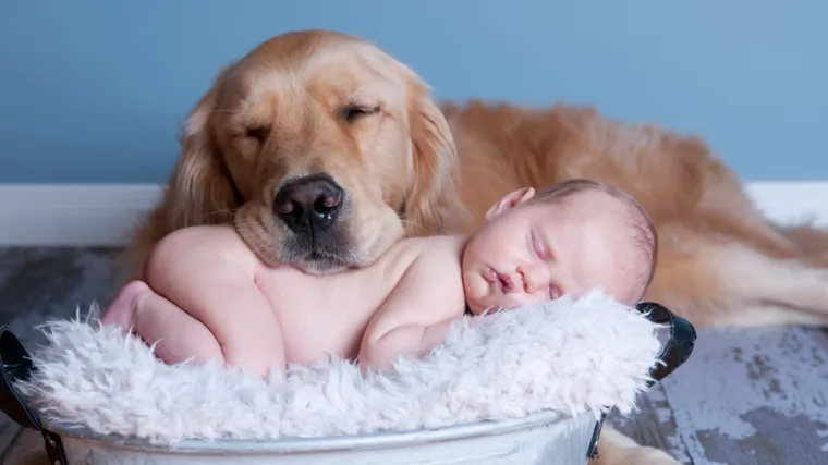 Jesu li kućni ljubimci opasni po život va&scaron;ih beba?