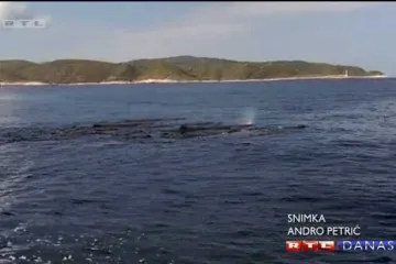Ulješure viđene kod Visa nasukale se na talijanskoj plaži