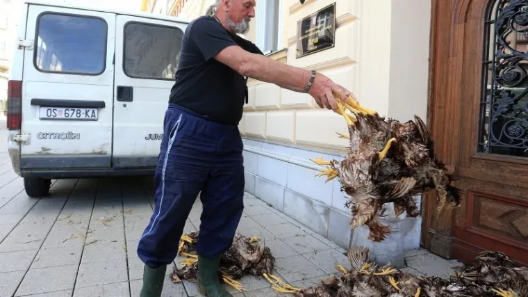 Pobacao uginule koko&scaron;i pred zgradu Županije u Osijeku