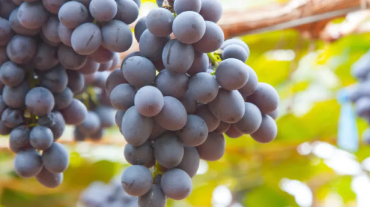 Ako pravite vino, pazite jer vrenje mo&scaron;ta može biti kobno