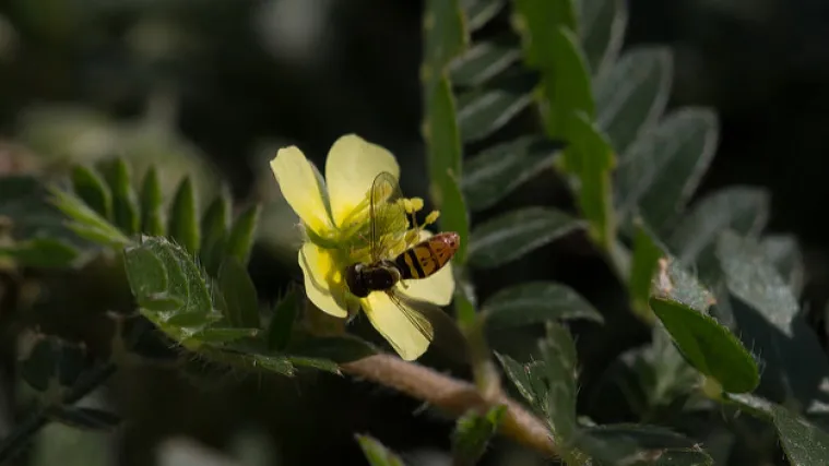 &Scaron;to je zemaljski babin zub?
