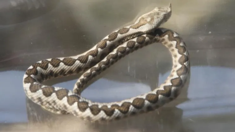 Poskok mu iskočio iz ruksaka i ugrizao za ruku