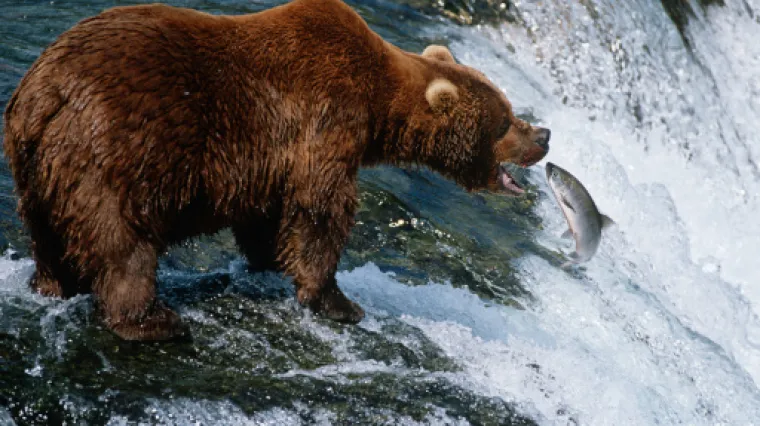 Medvjed pojeo tijelo mrtvog čovjeka koji je umro od srčanog udara