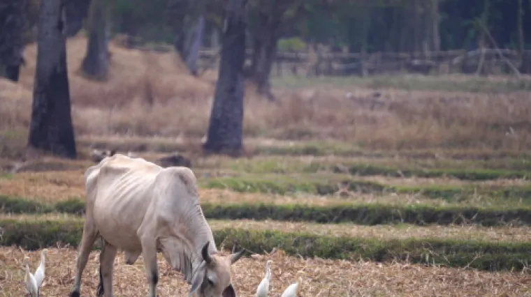 Vlasnik 'farme užasa' u Lici na prevaru izvukao 500.000 kuna poticaja