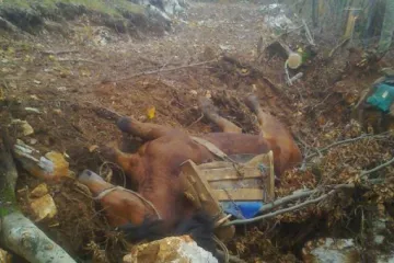 Ilegalno sijeku šume, a onda se nemilosrdno iživljavaju na konjima!