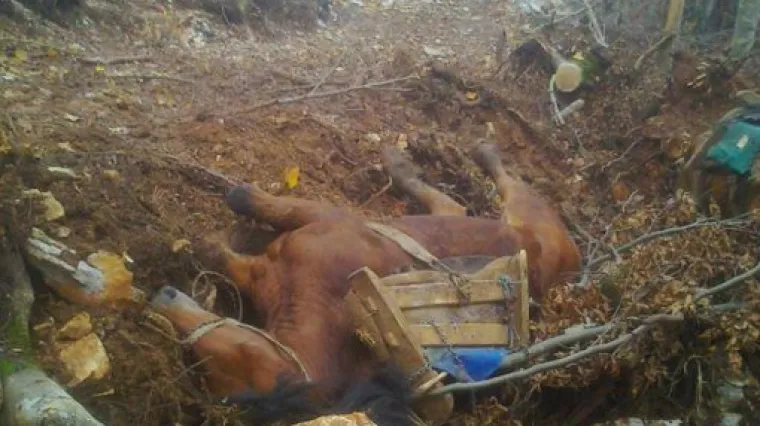 'Konji ne padaju jer su izmučeni, nego zbog klizavog terena'