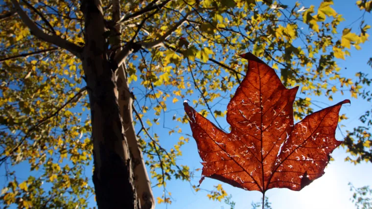 Drvo života - simbol života