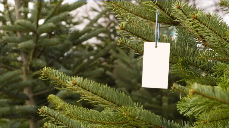 Hrvati svake godine kupe pola milijuna božićnih drvaca!