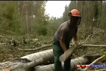 Hrvatske šume moraju vratiti na posao 20-ak radnika