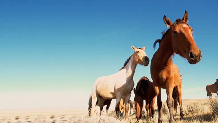 Konj - značenje konja u kineskom horoskopu