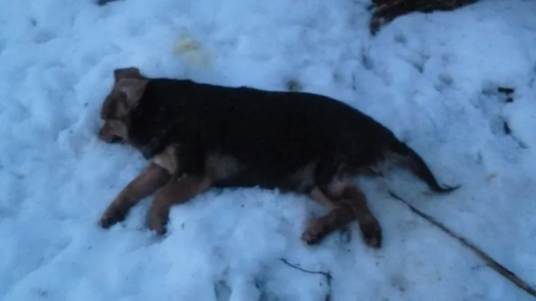 U selu kraj Požege netko potrovao pse i mačke, mje&scaron;tani strahuju za život