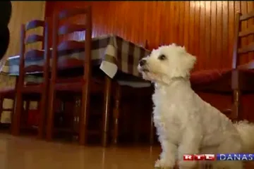Riječki maltezer Maksi odlutao u Italiju, obitelj ga vratila preko Ministarstva